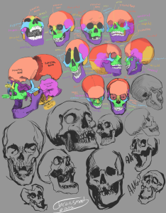 20 Skulls Study 
